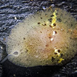 Marsenia perspicua